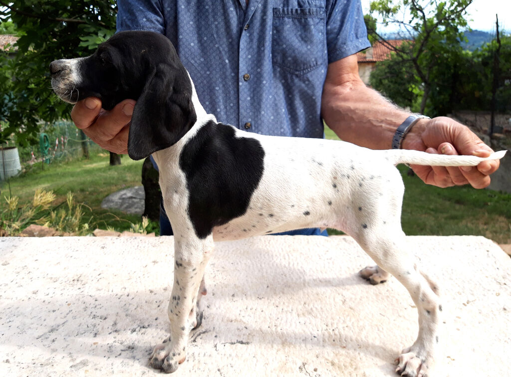 4655507  CUCCIOLI POINTER INGLESI