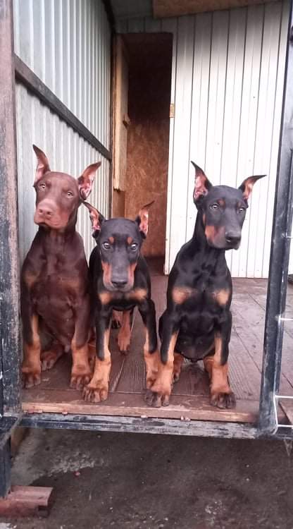 4611687  Dobermann